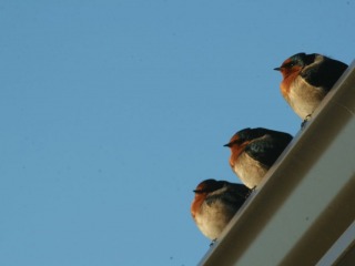 18-04-01-Swallows-on-Our-Roof-4_web