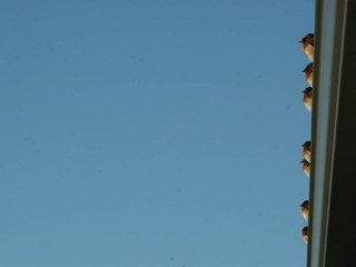 18-04-01-Swallows-on-Our-Roof-8_web