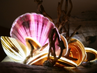 18-05-05-Beach-Shell-Light-8_web