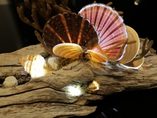 18-09-25-Beach-Shell-Lights-12_web